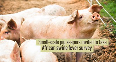 Government steps up campaign to tackle African swine fever